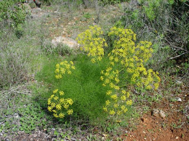 رازیانه Foeniculum vulgare 2